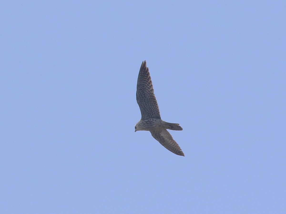 Peregrine Falcon - Michael Collins