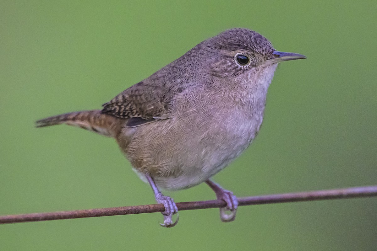 House Wren - Amed Hernández