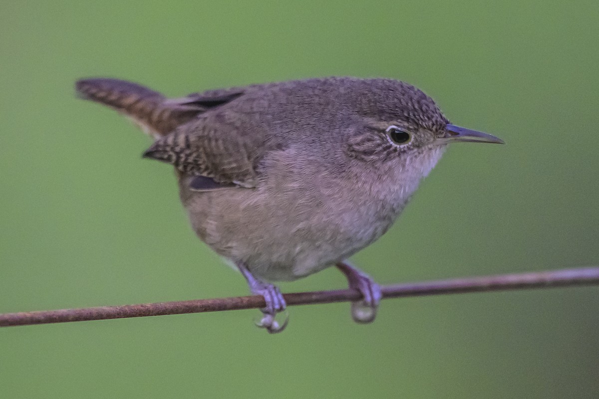 House Wren - Amed Hernández