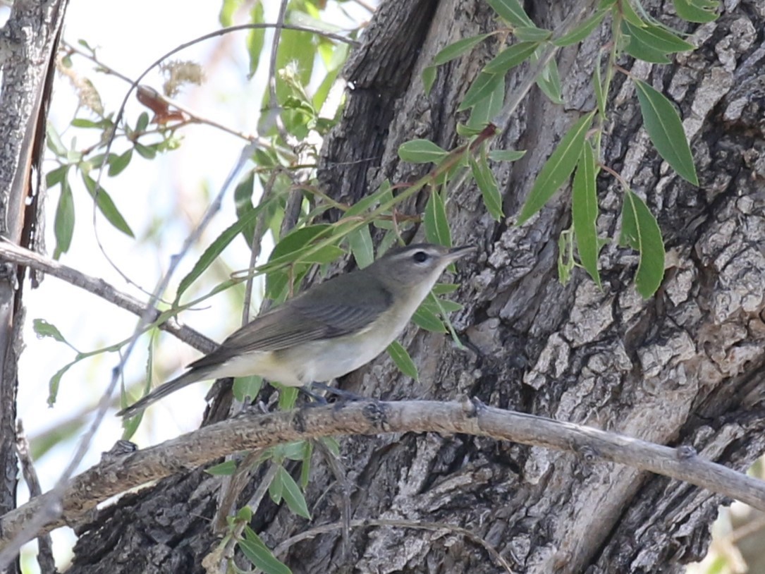 Warbling Vireo - Michael Collins