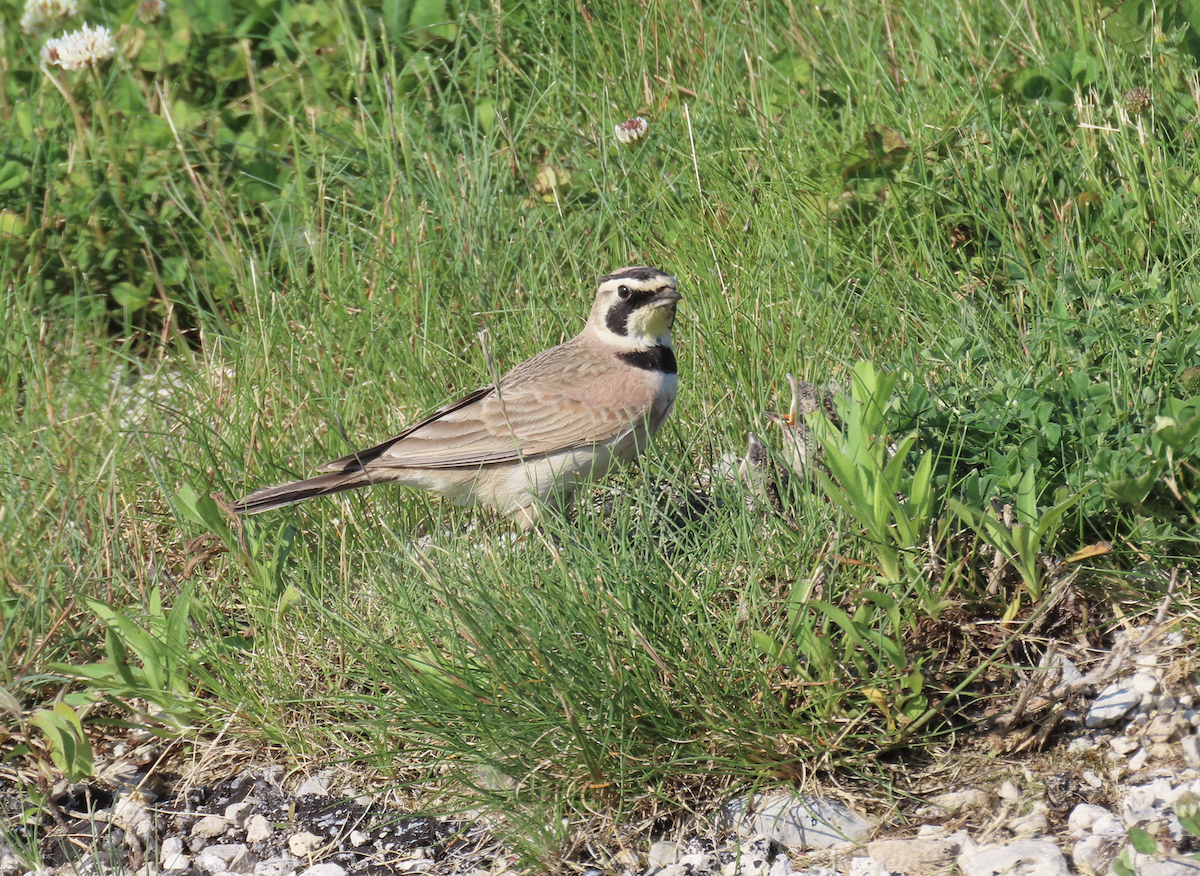 Horned Lark - Angie Trumbo