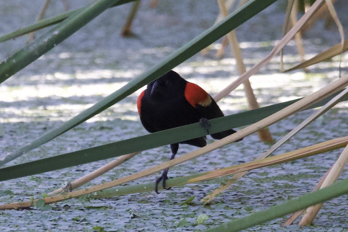Red-winged Blackbird - Robert Snider