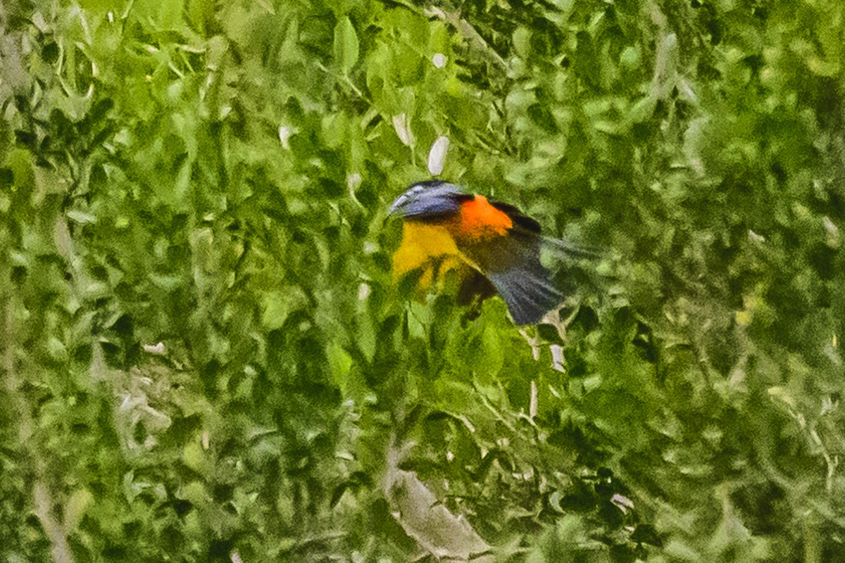 Blue-and-yellow Tanager - Amed Hernández