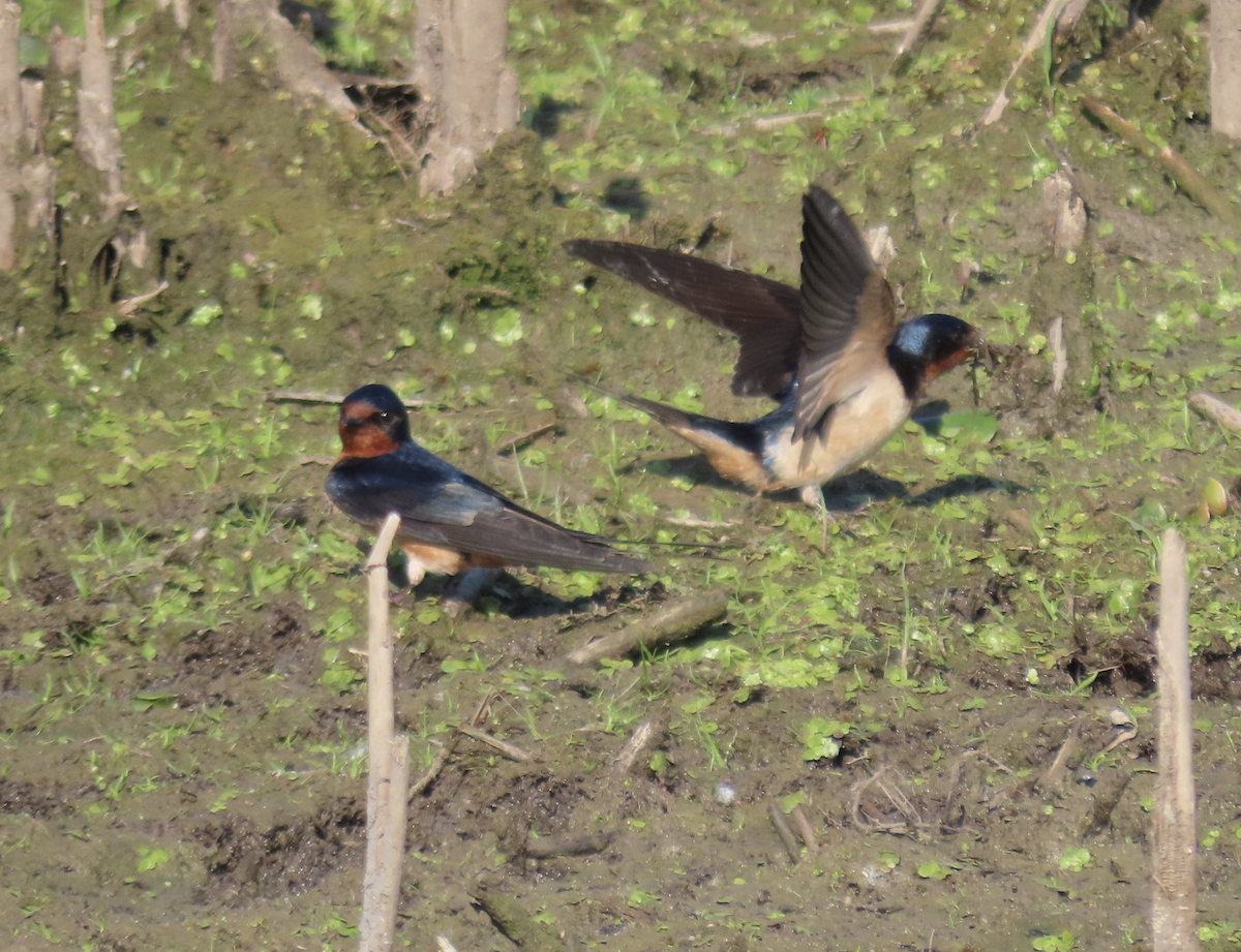 Barn Swallow - ML619539510