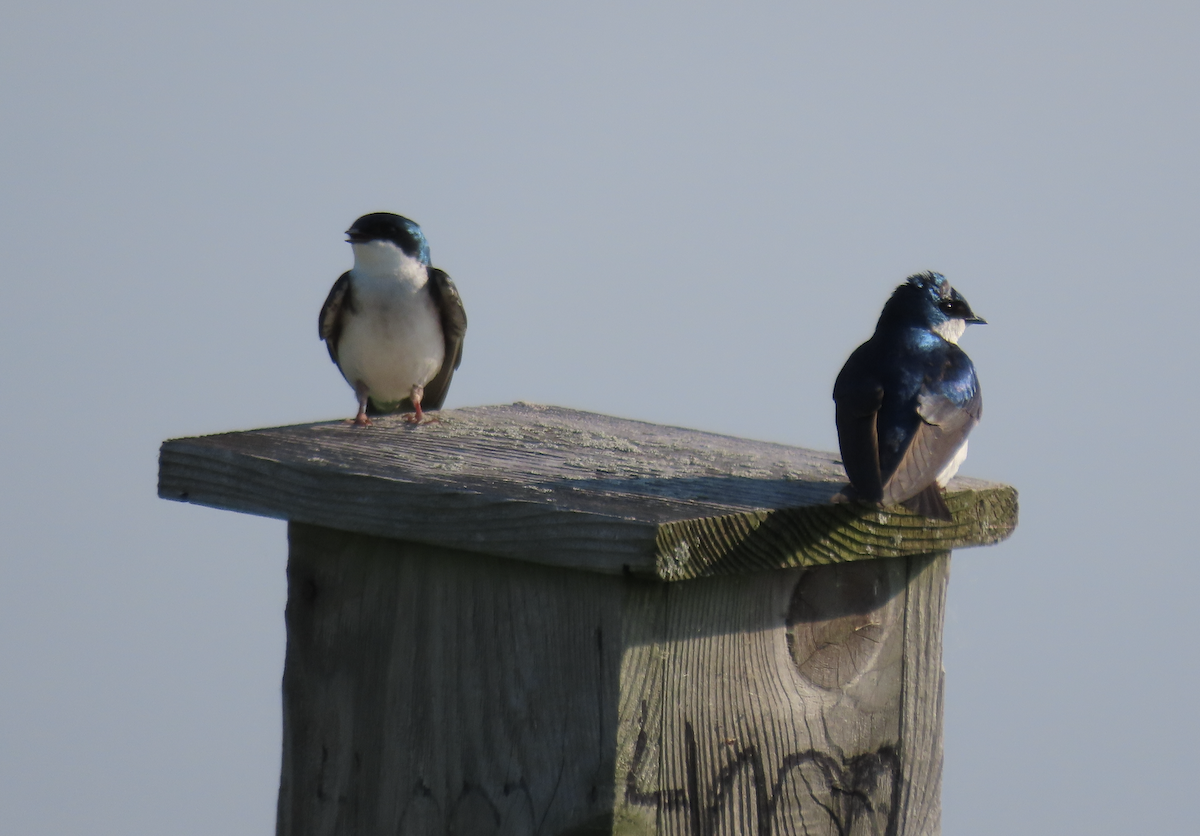 Tree Swallow - Angie Trumbo