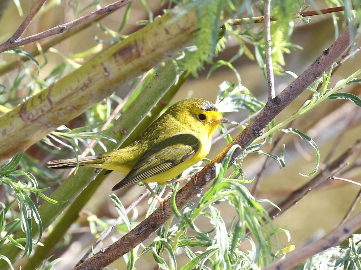 Wilson's Warbler - Michael Collins