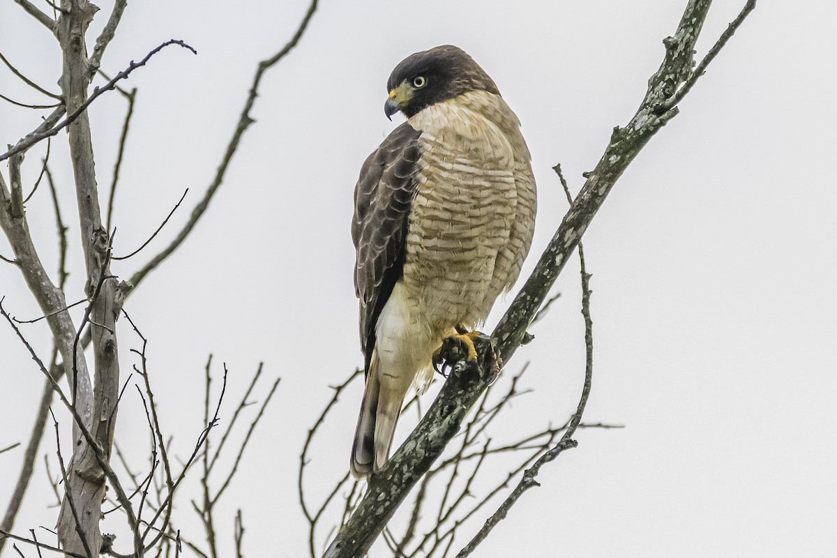 Roadside Hawk - Amed Hernández