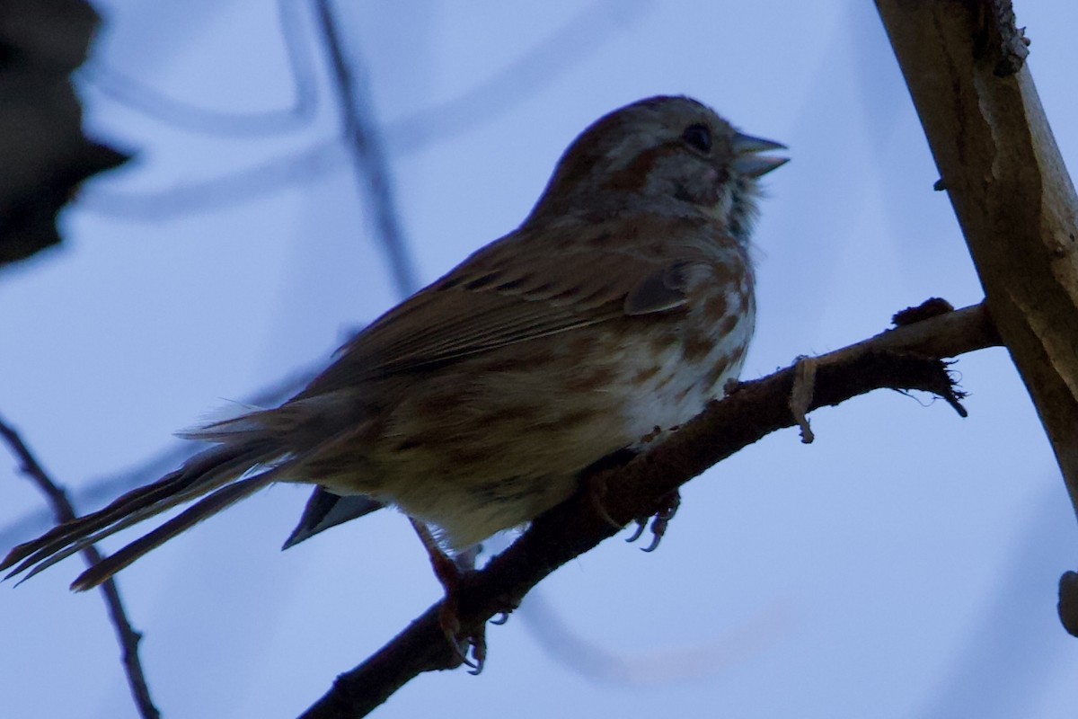 Song Sparrow - Robert Snider