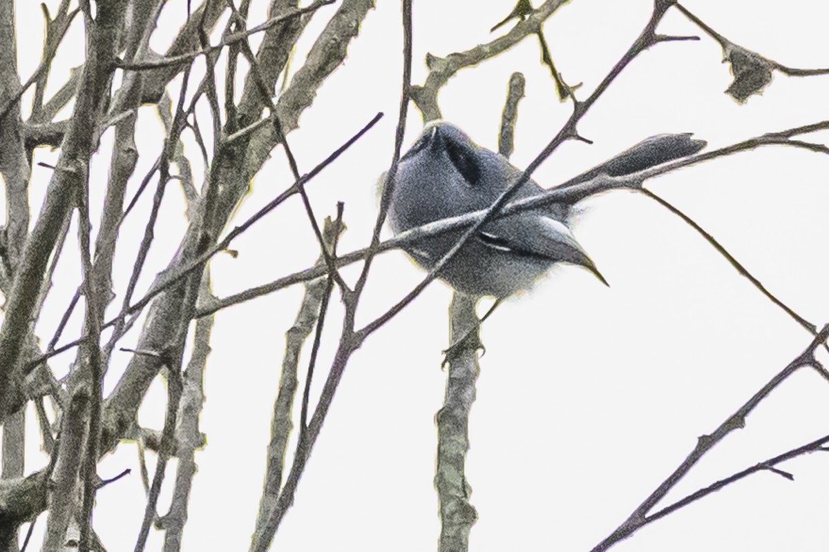 Masked Gnatcatcher - Amed Hernández