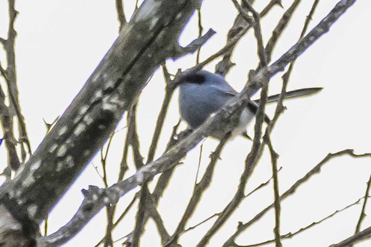 Masked Gnatcatcher - Amed Hernández