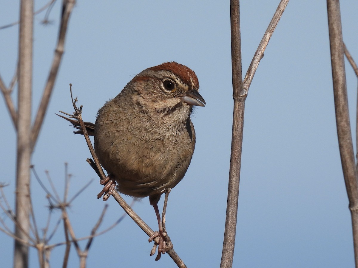 Rufous-crowned Sparrow - Teale Fristoe