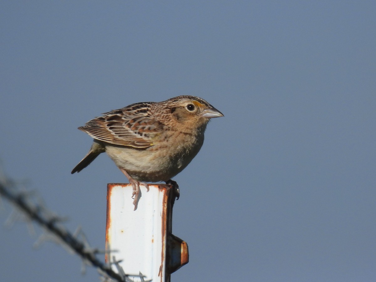 Grasshopper Sparrow - Teale Fristoe