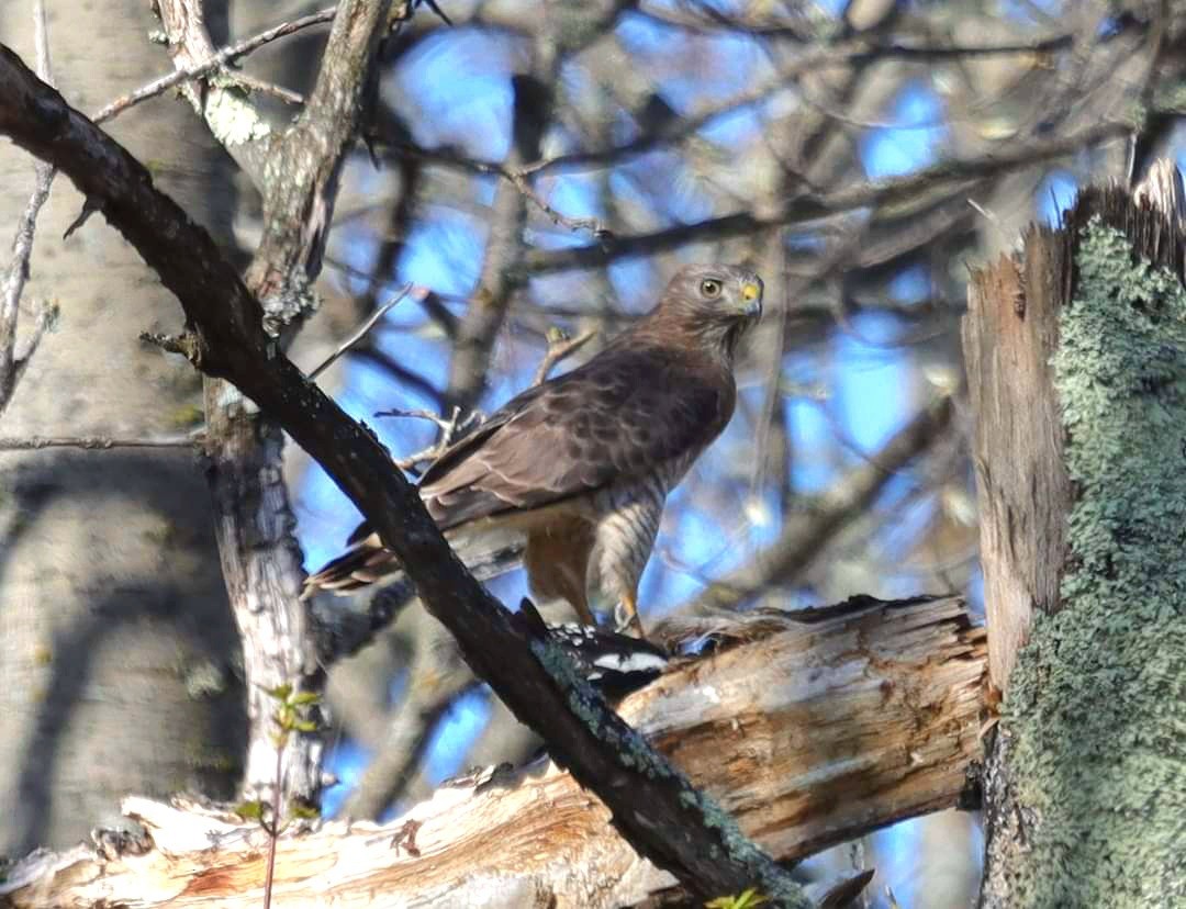 Broad-winged Hawk - Marcus Brown