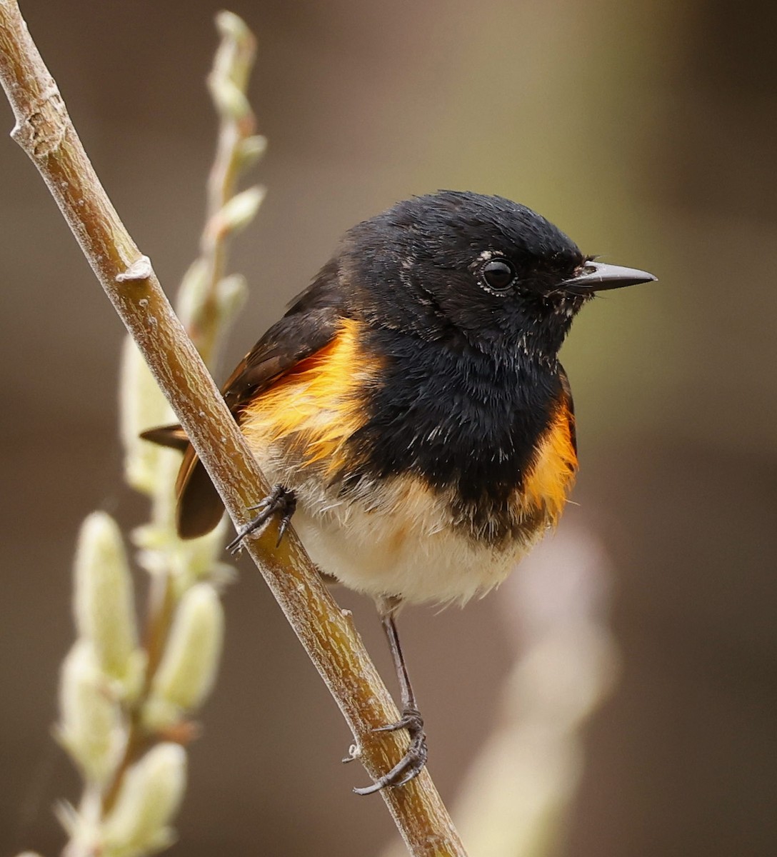 American Redstart - Charles Fitzpatrick