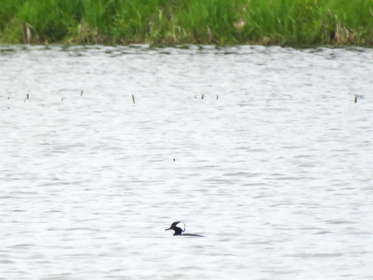 Hooded Merganser - Sue Ascher