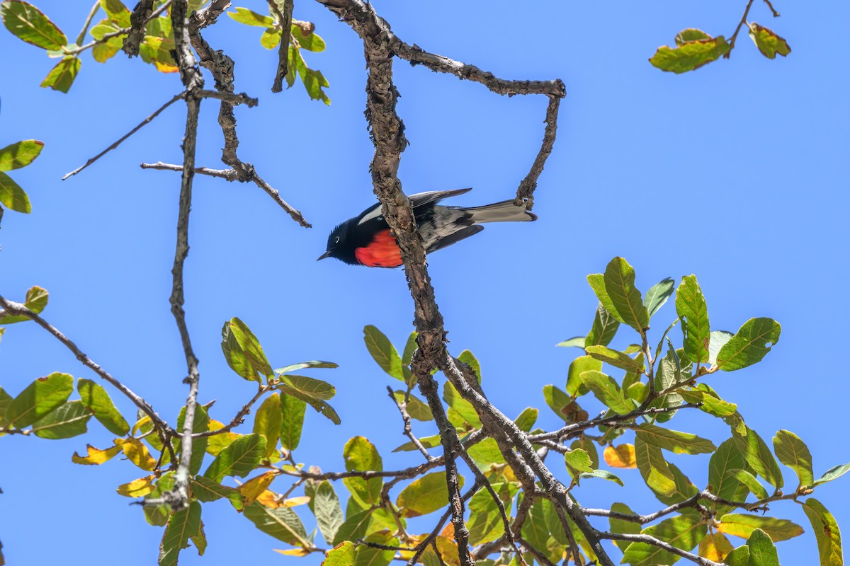 Painted Redstart - Joe Ventimiglia