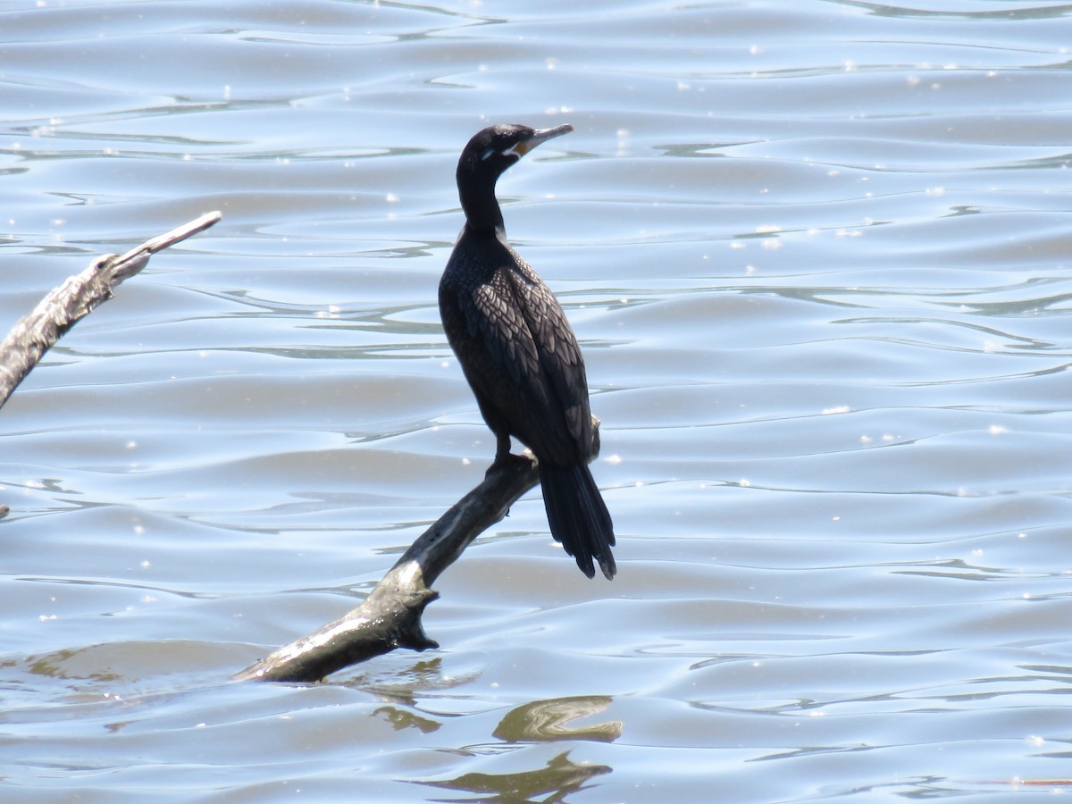 Neotropic Cormorant - d w