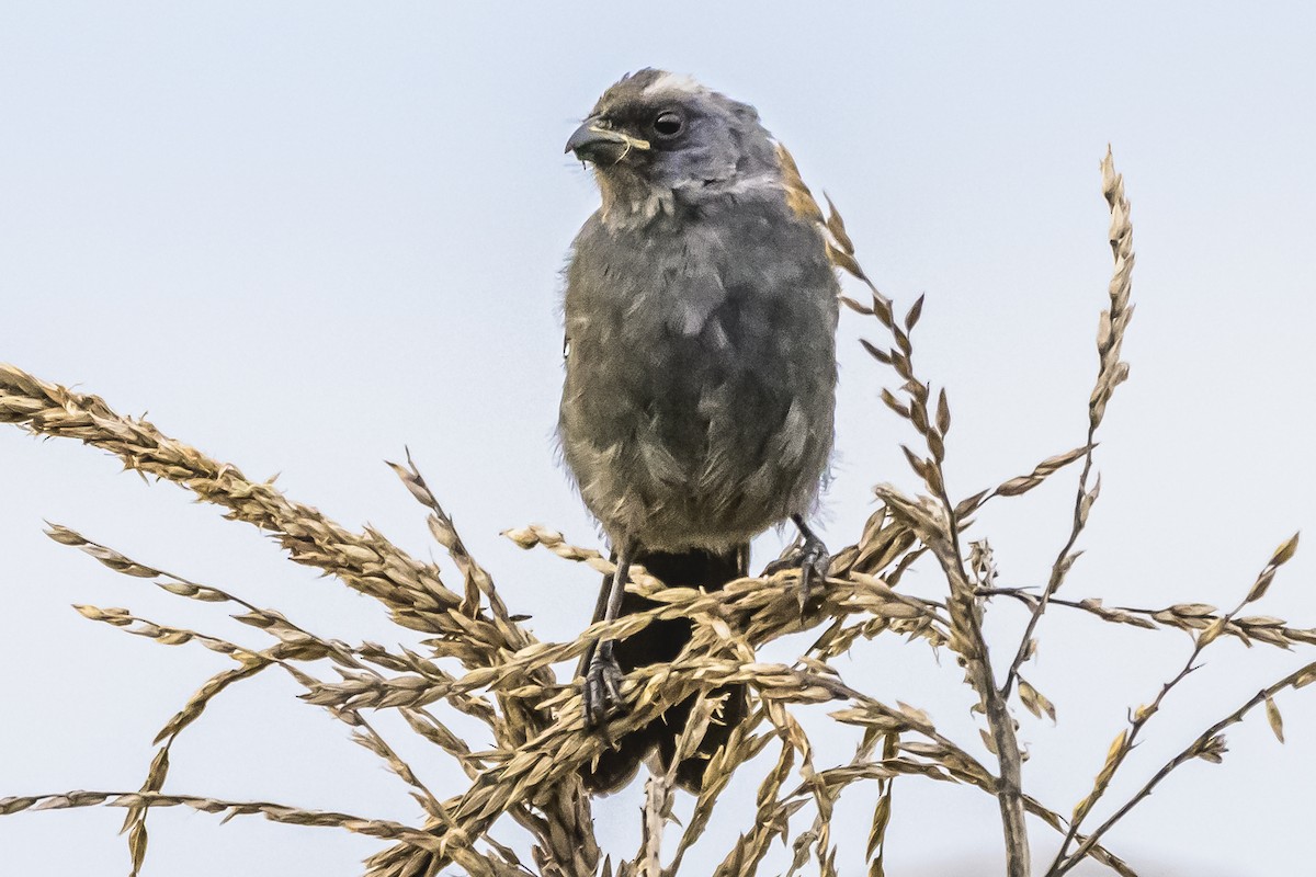 Diademed Tanager - Amed Hernández