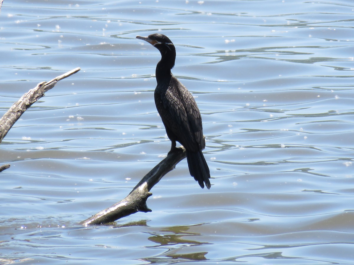 Neotropic Cormorant - d w