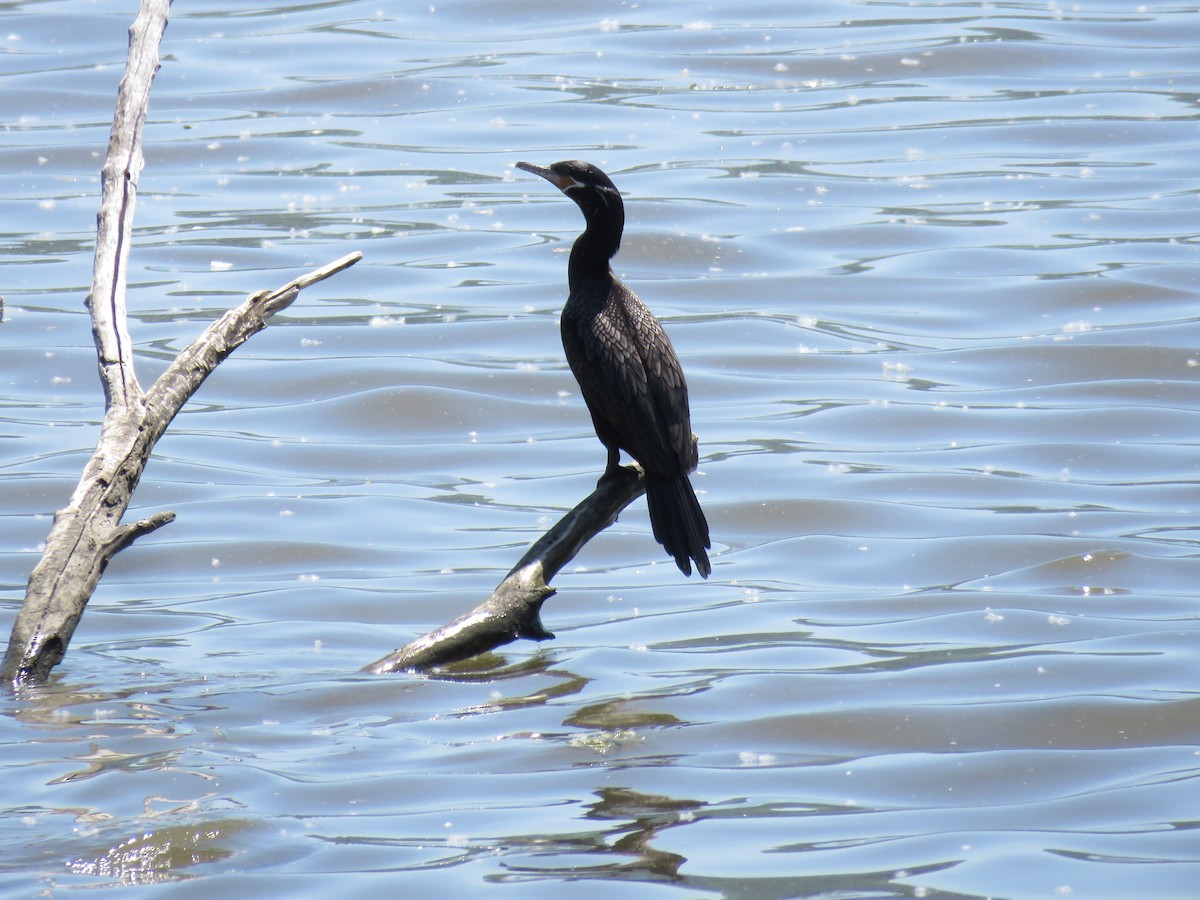 Neotropic Cormorant - d w