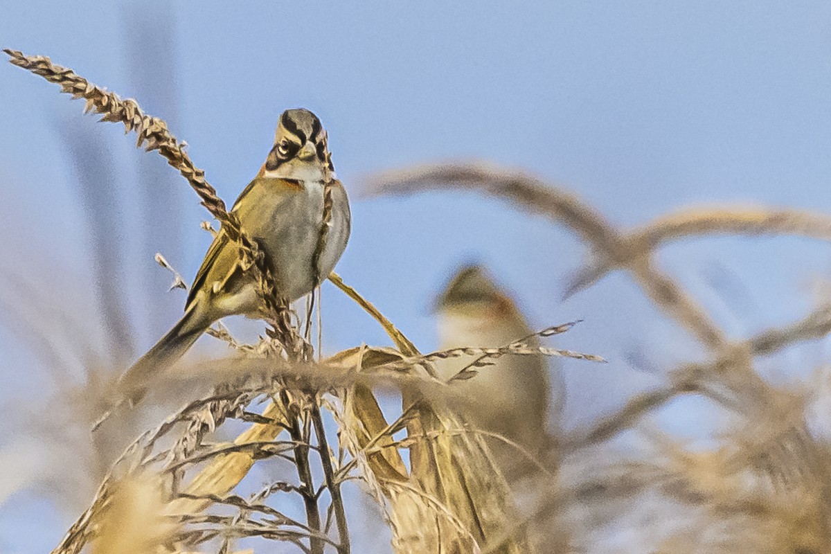 Rufous-collared Sparrow - Amed Hernández