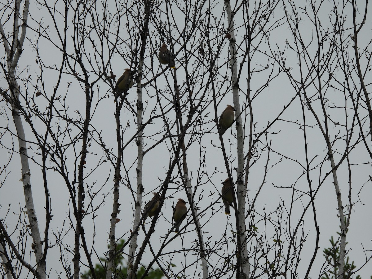 Cedar Waxwing - Susan Gratton