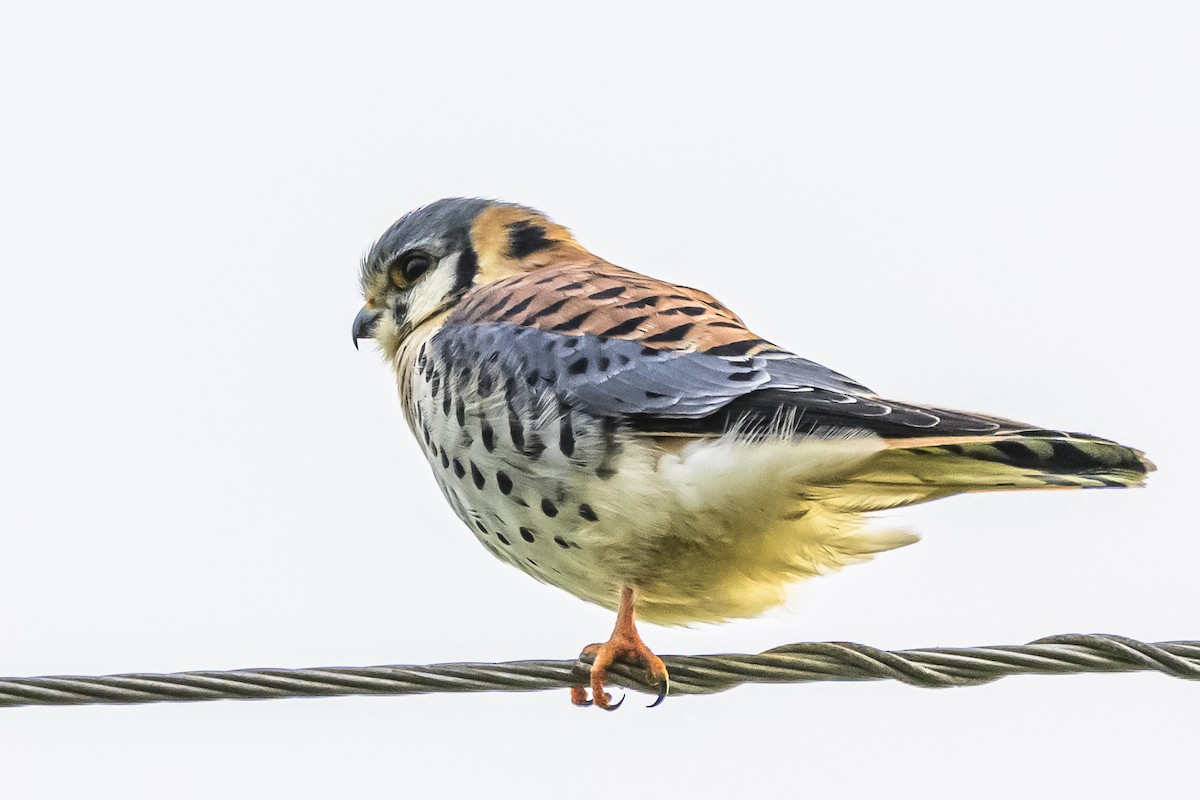 American Kestrel - Amed Hernández