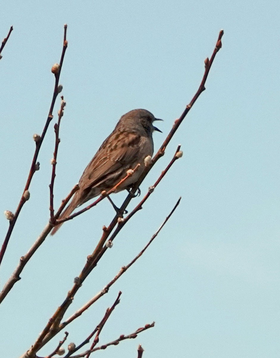 Dunnock - Diane Drobka