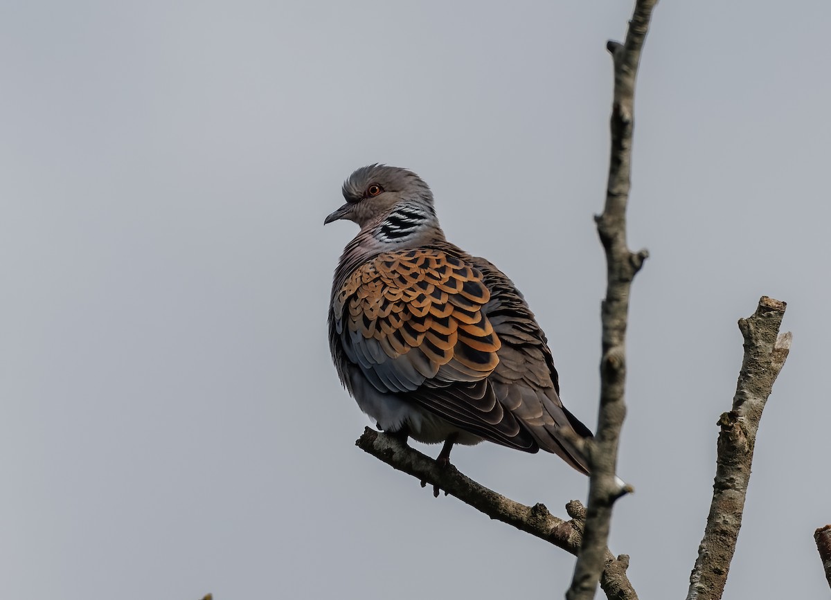 European Turtle-Dove - Mike Edgecombe