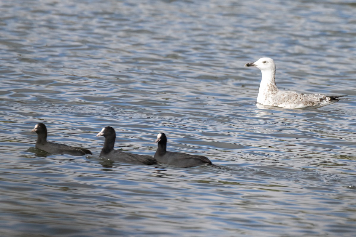 Eurasian Coot - Valery Treitsiak