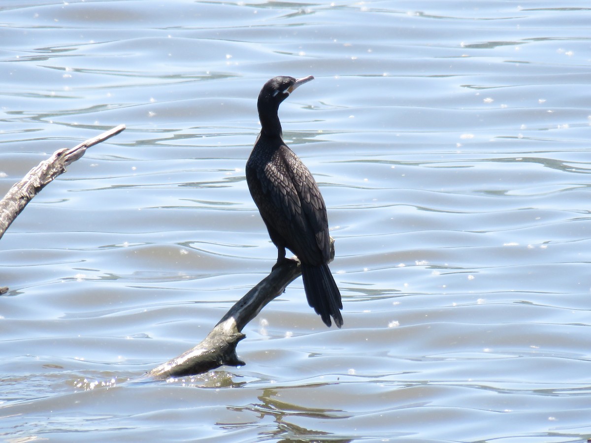 Neotropic Cormorant - d w