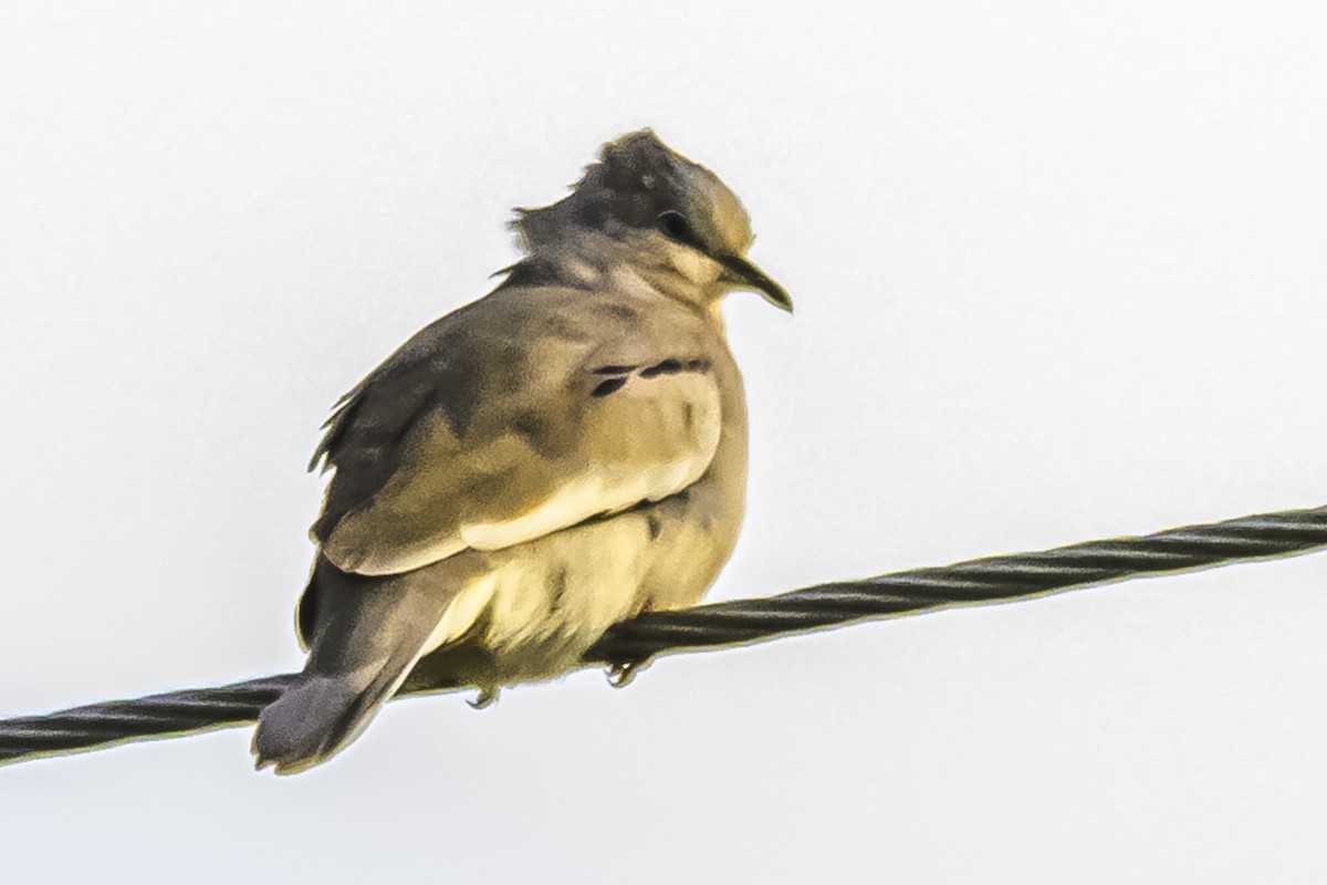 Picui Ground Dove - Amed Hernández