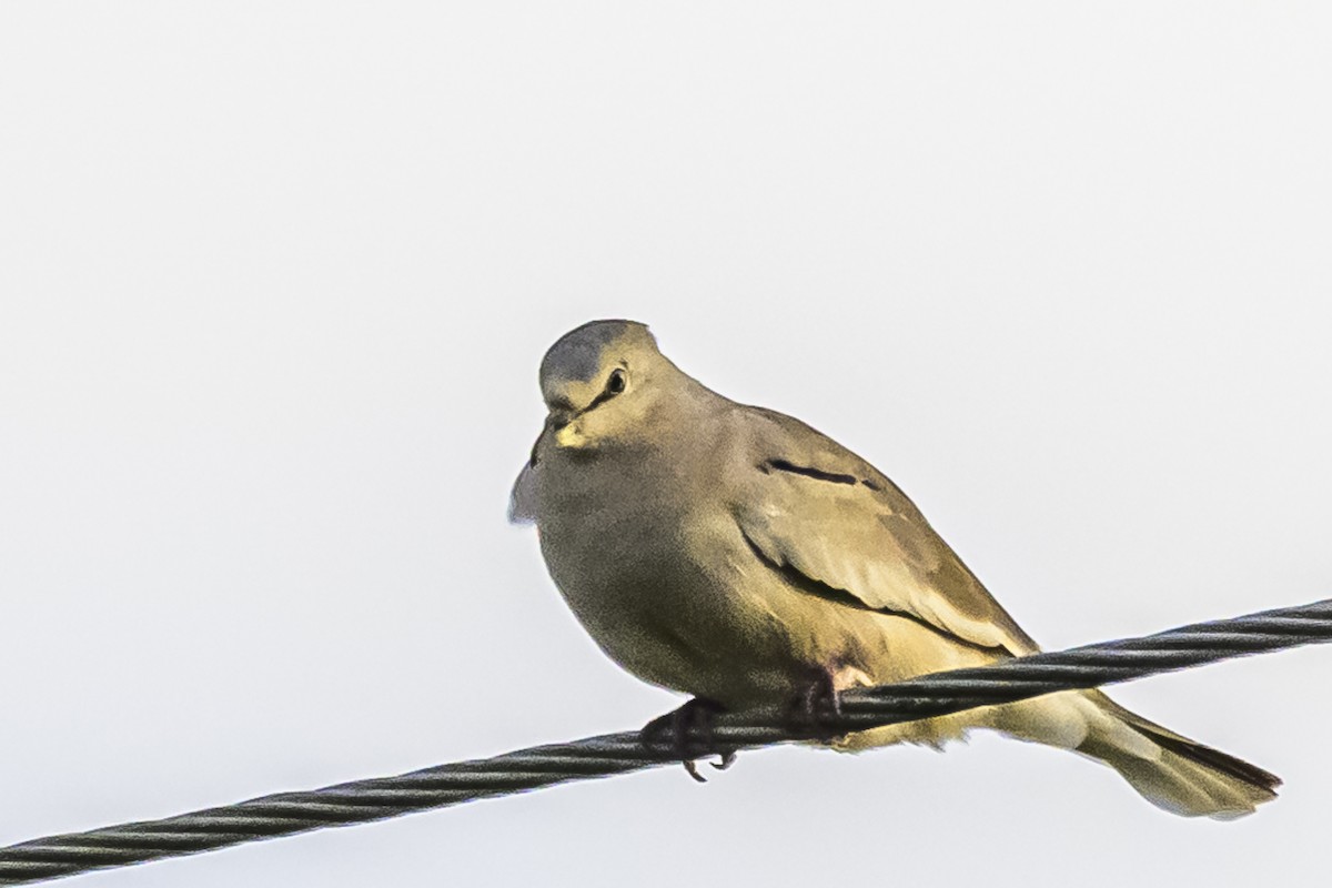 Picui Ground Dove - Amed Hernández