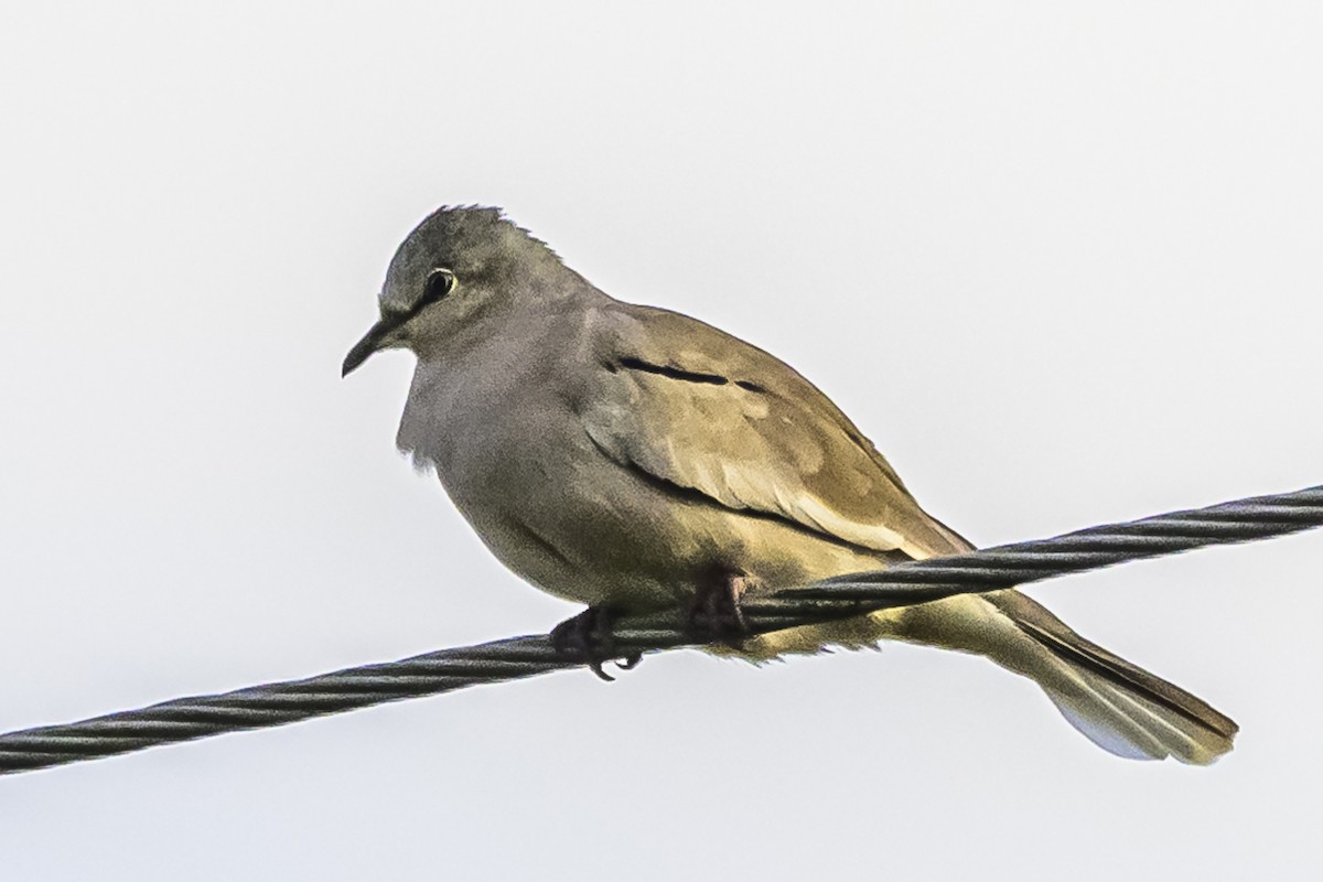 Picui Ground Dove - Amed Hernández