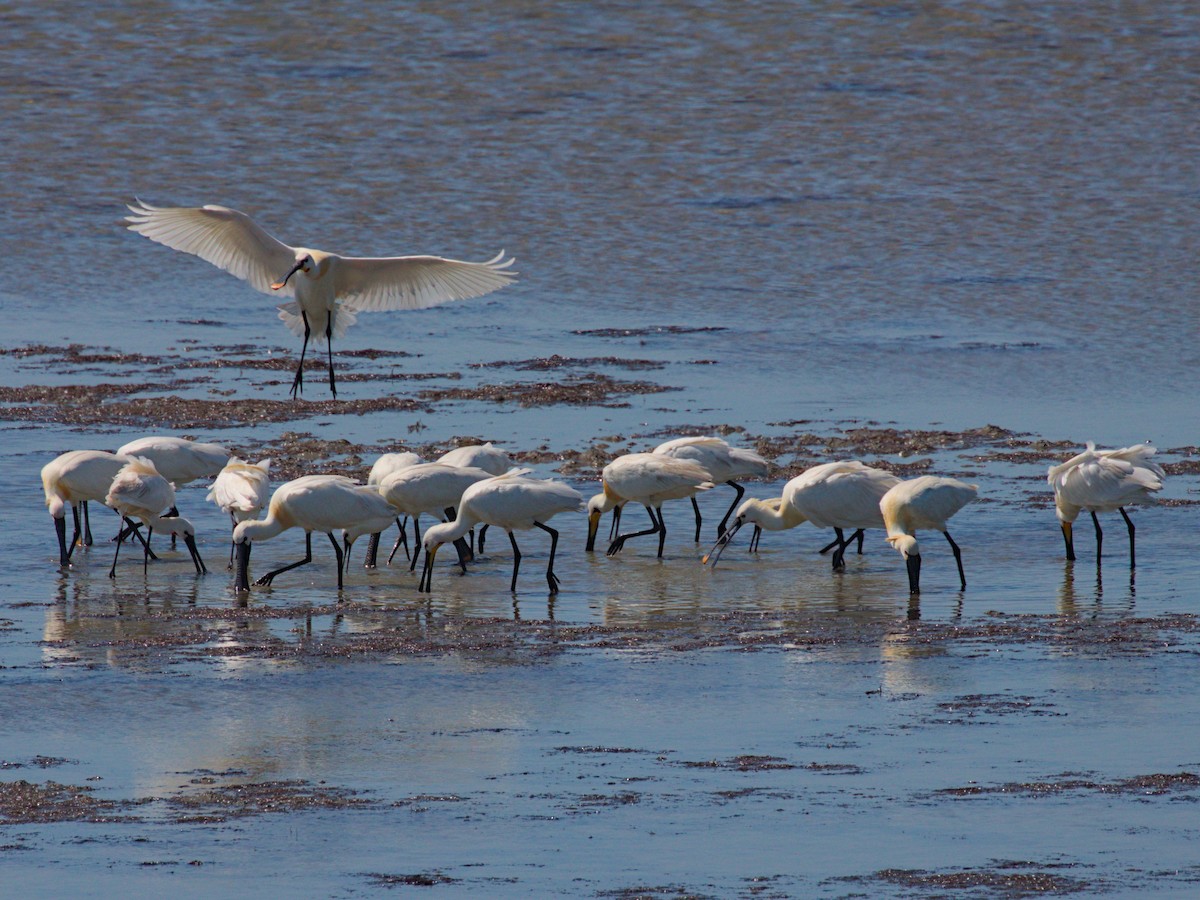 Eurasian Spoonbill - Philip Steinhoff