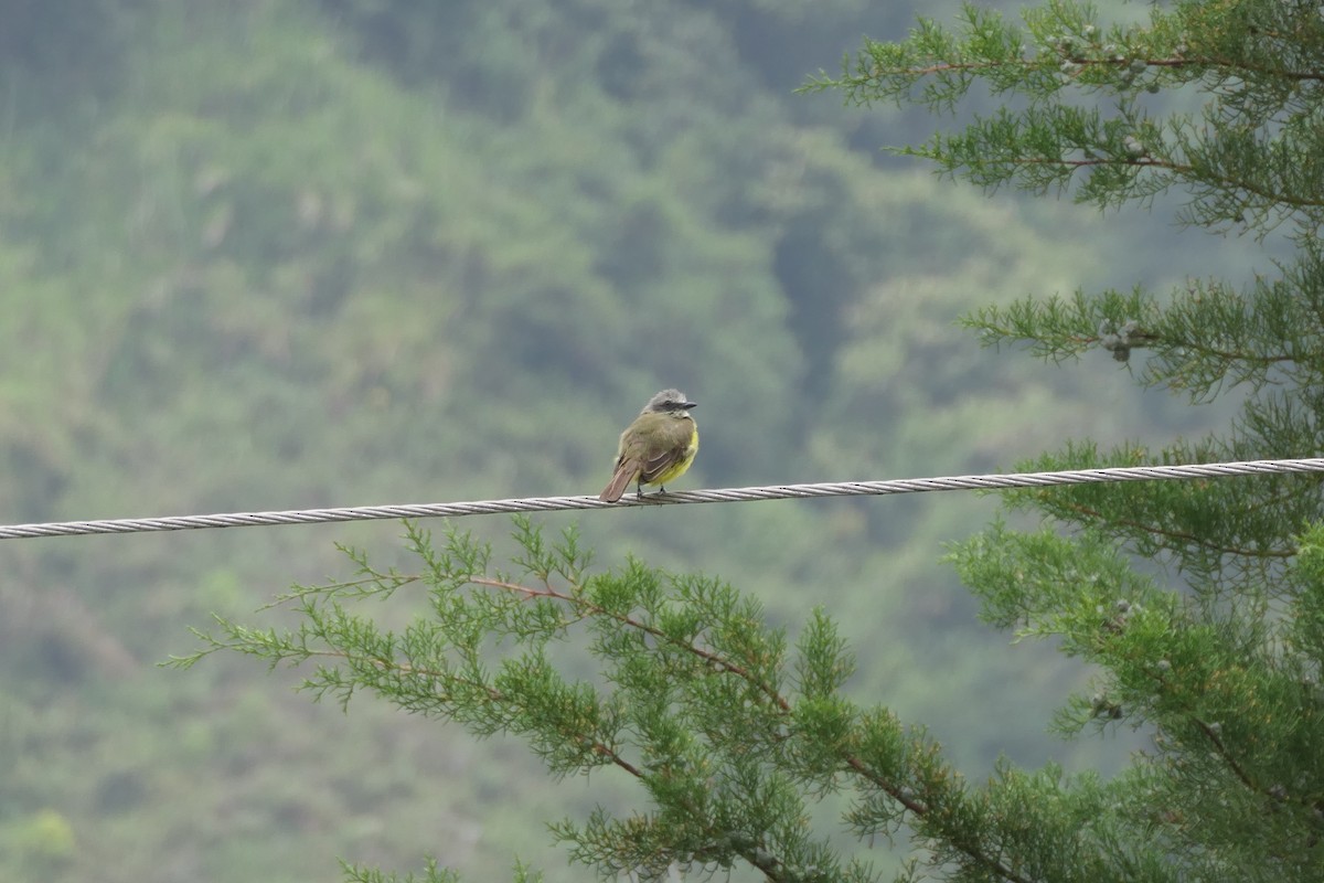 Social Flycatcher - Jason Griffin-Mauff