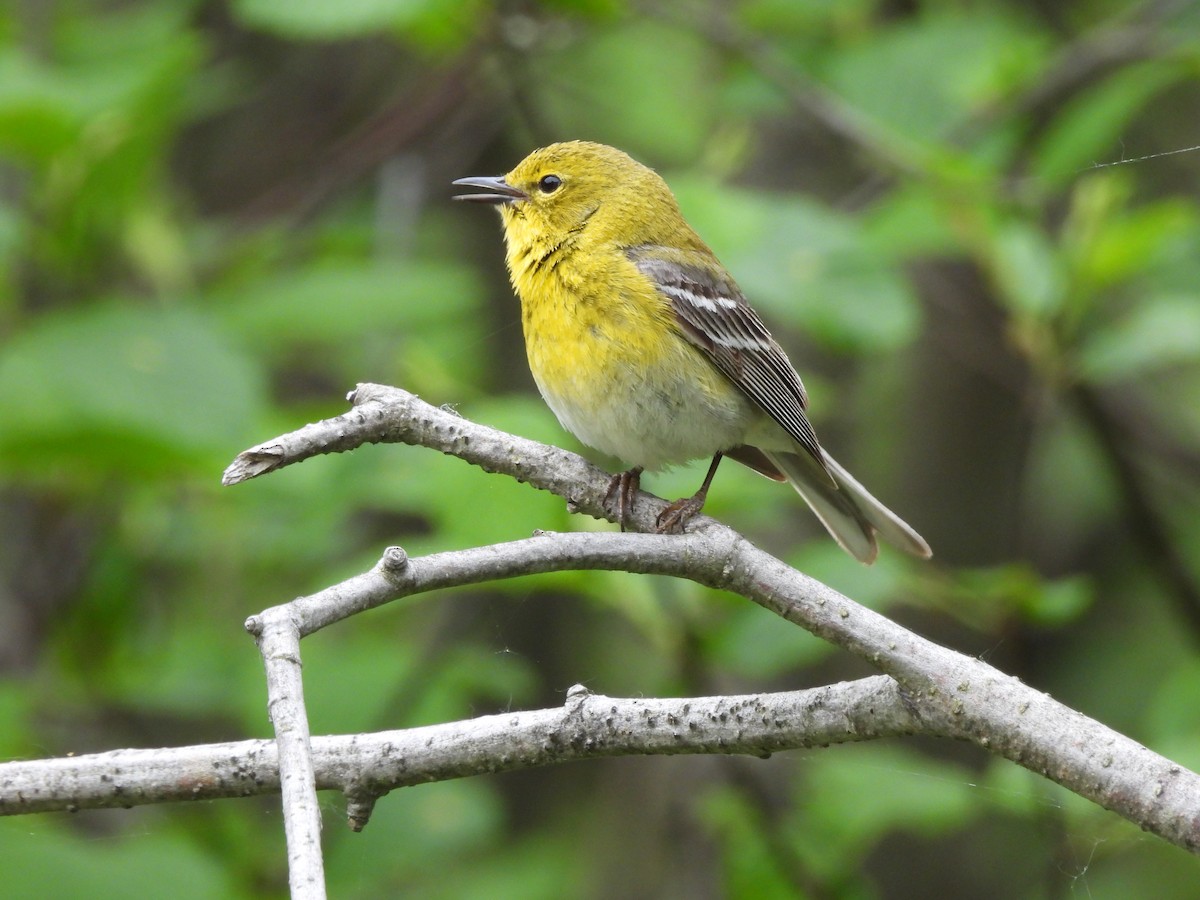 Pine Warbler - Susan Gratton