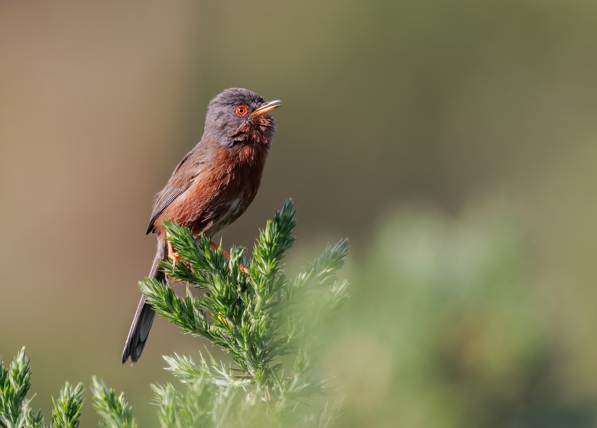 Dartford Warbler - Mike Edgecombe