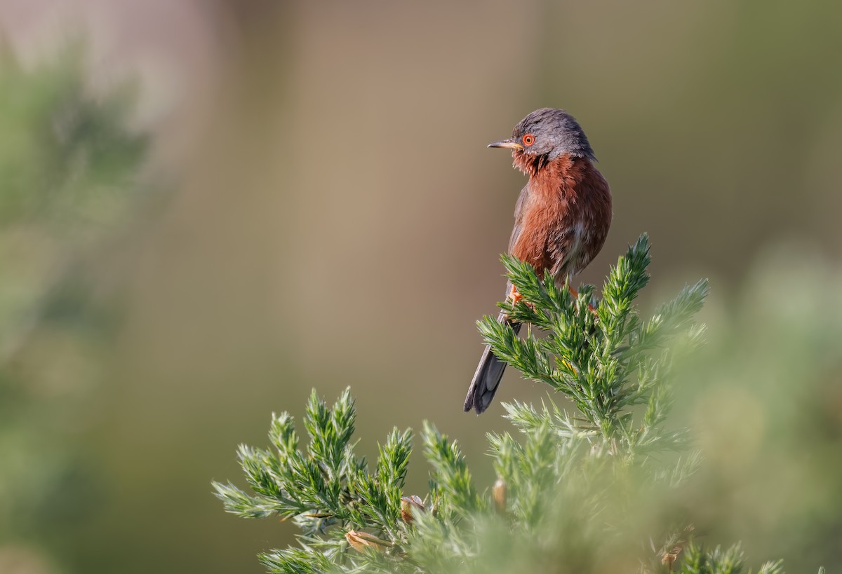 Dartford Warbler - Mike Edgecombe