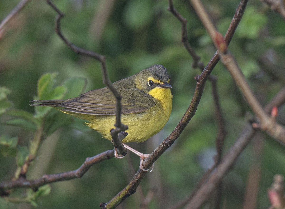 Kentucky Warbler - Ronnie d'Entremont