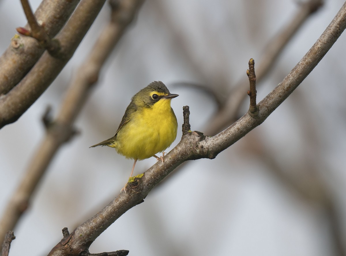 Kentucky Warbler - Ronnie d'Entremont