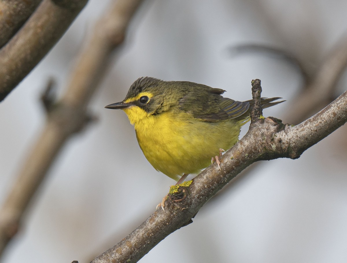 Kentucky Warbler - Ronnie d'Entremont