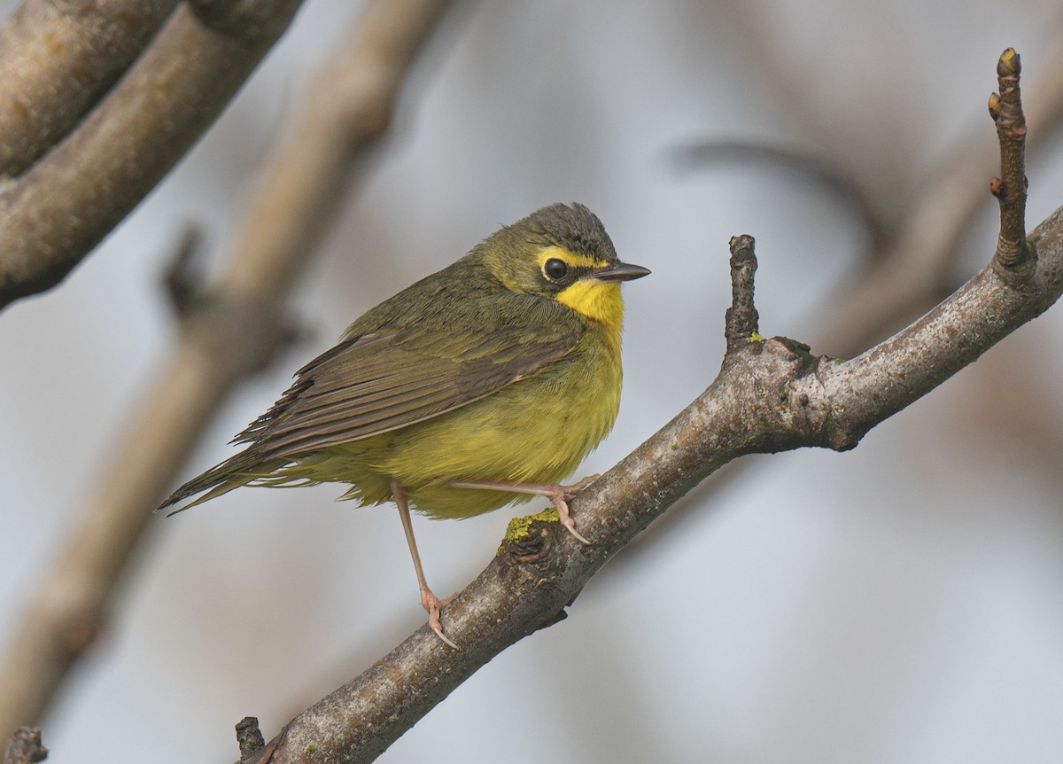 Kentucky Warbler - Ronnie d'Entremont