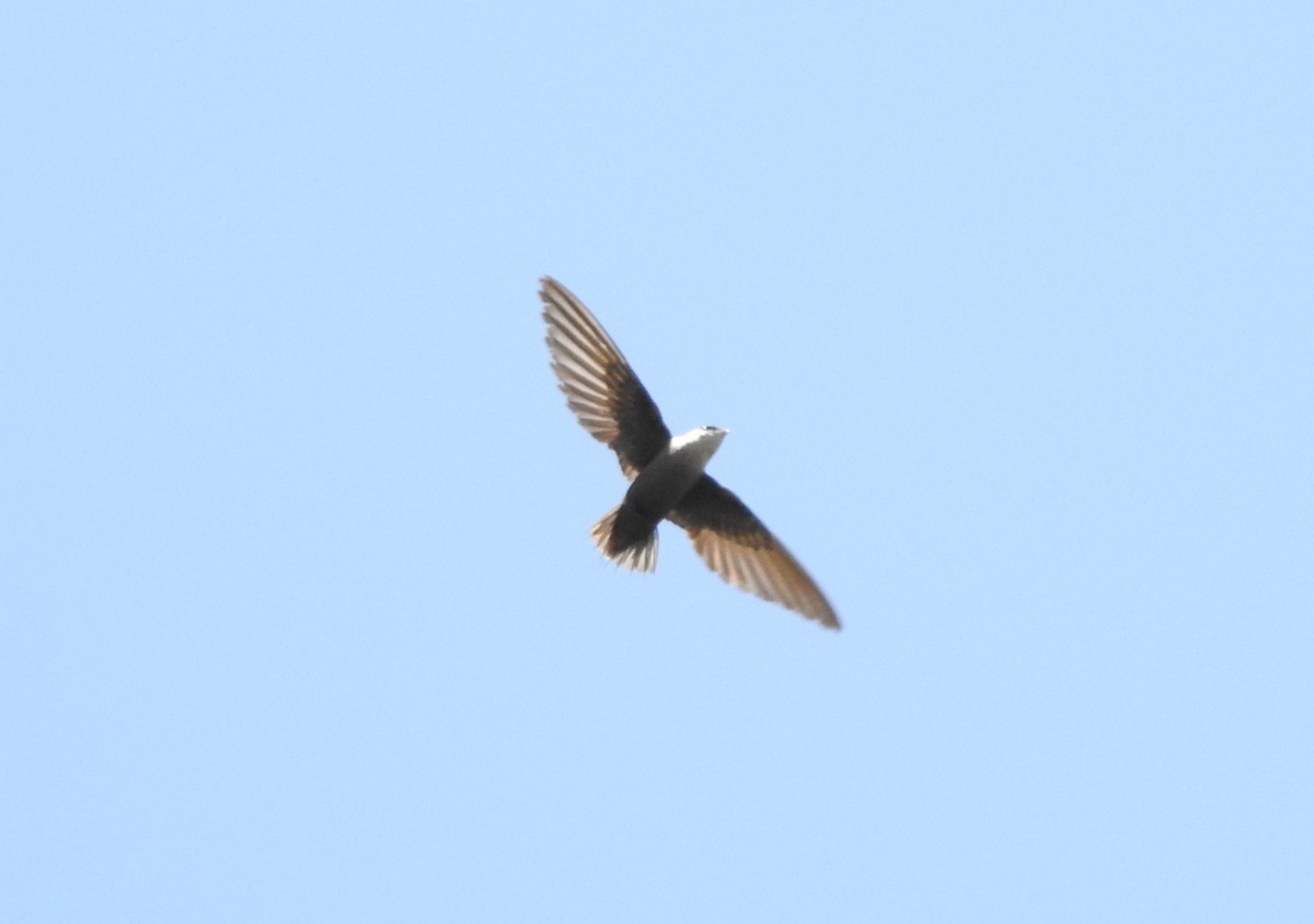 Chimney Swift - Carolyn Hinkle