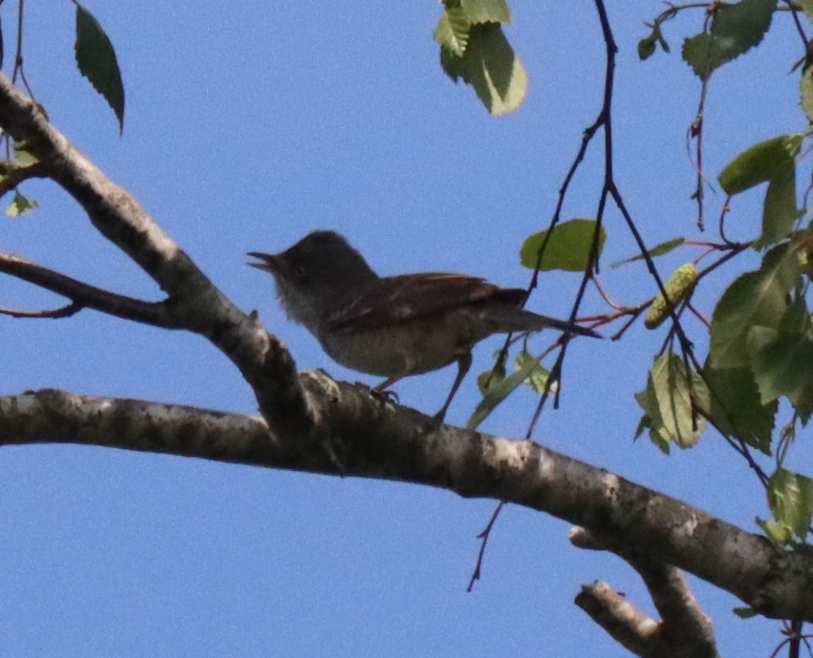 Barred Warbler - ML619539615