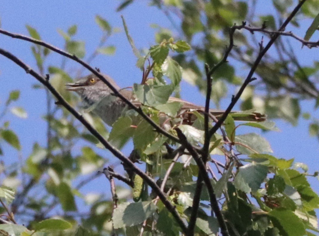 Barred Warbler - Jan Badura