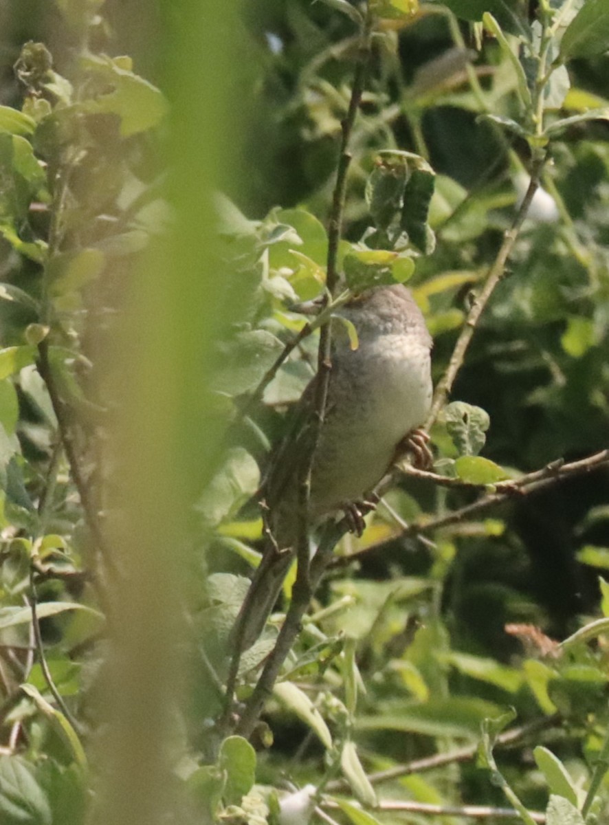 Barred Warbler - ML619539617