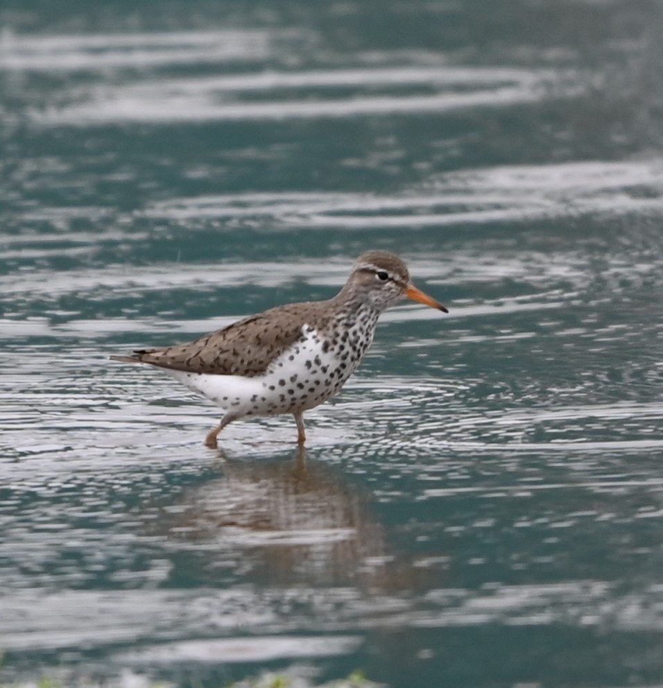 Spotted Sandpiper - Ralph Erickson