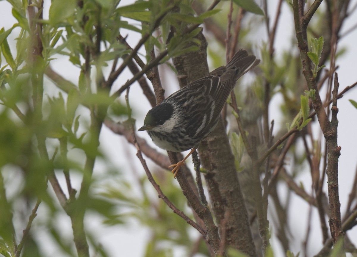 Blackpoll Warbler - Ronnie d'Entremont