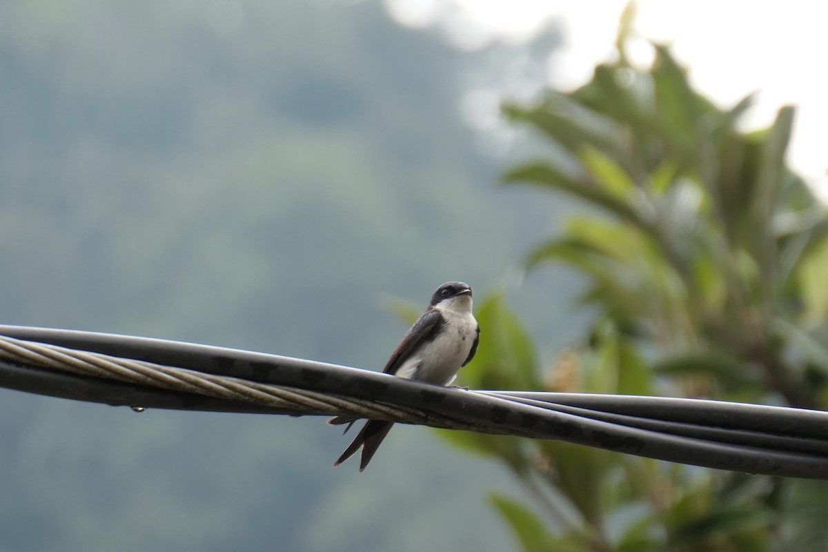 Blue-and-white Swallow - Jason Griffin-Mauff